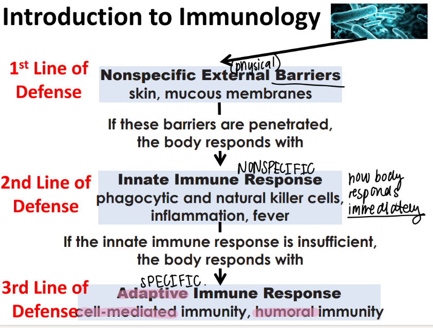 <ol><li><p>nonSPECIFIC external barriers (skin) </p></li><li><p>nonspecific INNATE immune res (killer cells, inflammation, fever) </p></li><li><p>adaptive imm res (cell mediated, humoral imm) </p></li></ol>