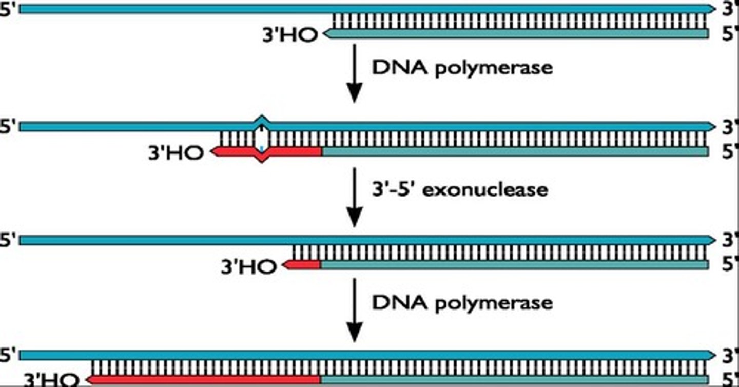 <p>It is involved in proofreading during DNA replication.</p>