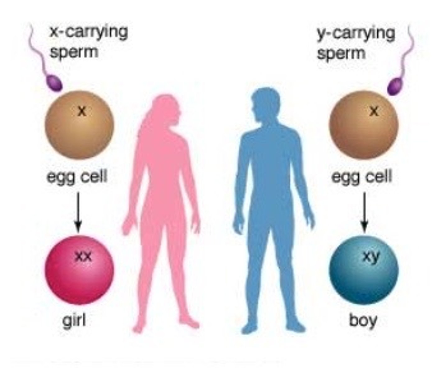 <p>Humans have <strong>46</strong> chromosomes (23 pairs) in each body cell.</p><p></p><p>Half from each parent – carried in the sperm and egg. So, sex cells only carry 23 chromosomes.</p><p></p><p>The 1st 22 pairs do <strong>NOT</strong> determine your sex – they carry genes for other traits.</p><p></p><p>The 23rd pair are the sex chromosomes</p><p><strong>XX</strong> = female, <strong>XY</strong> = male</p>