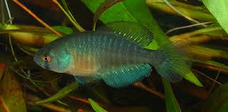 <p>Rivulids</p>