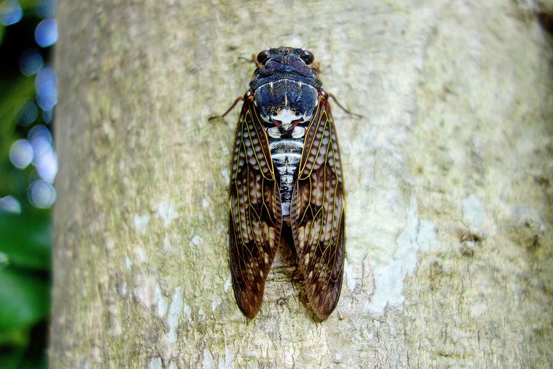 <p>Brown cicada</p>