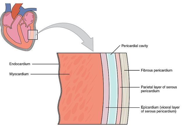 <p>What are the 3 main layers&nbsp;&nbsp;&nbsp;&nbsp;&nbsp;&nbsp;</p>