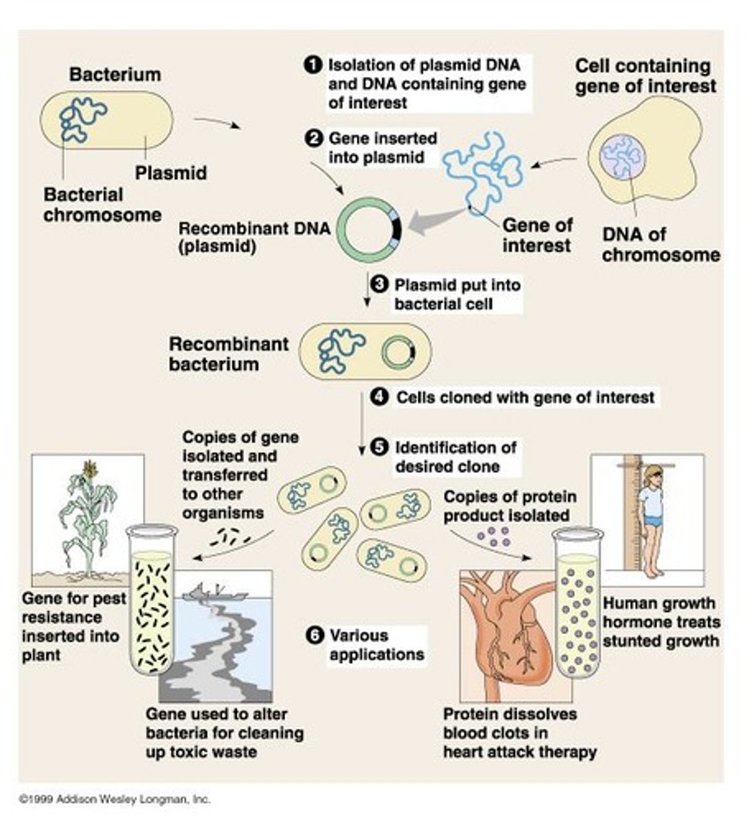 <p>Manipulating genes that carry hereditary information.</p>