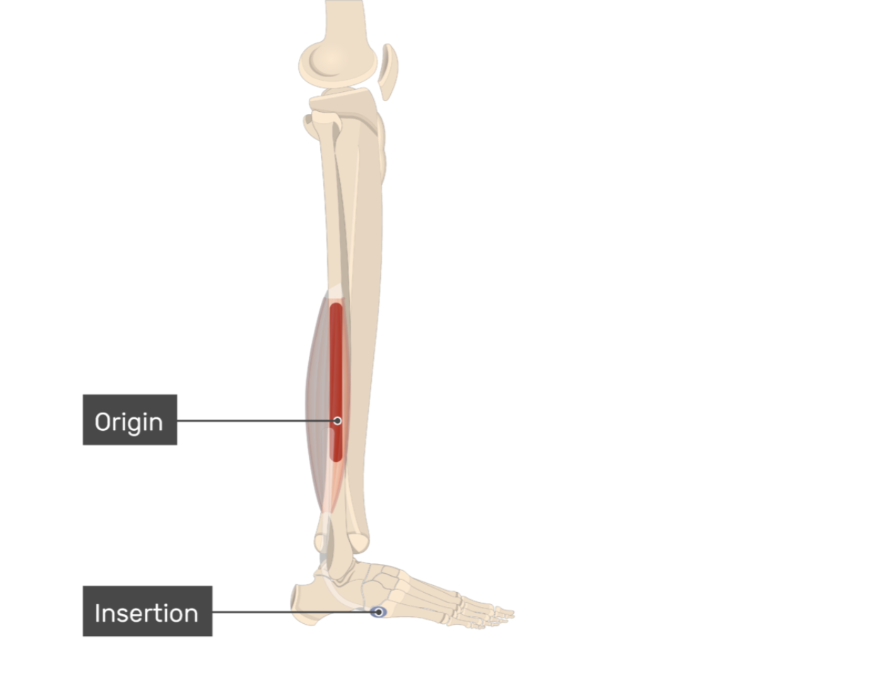 <p>fibularis brevis</p>