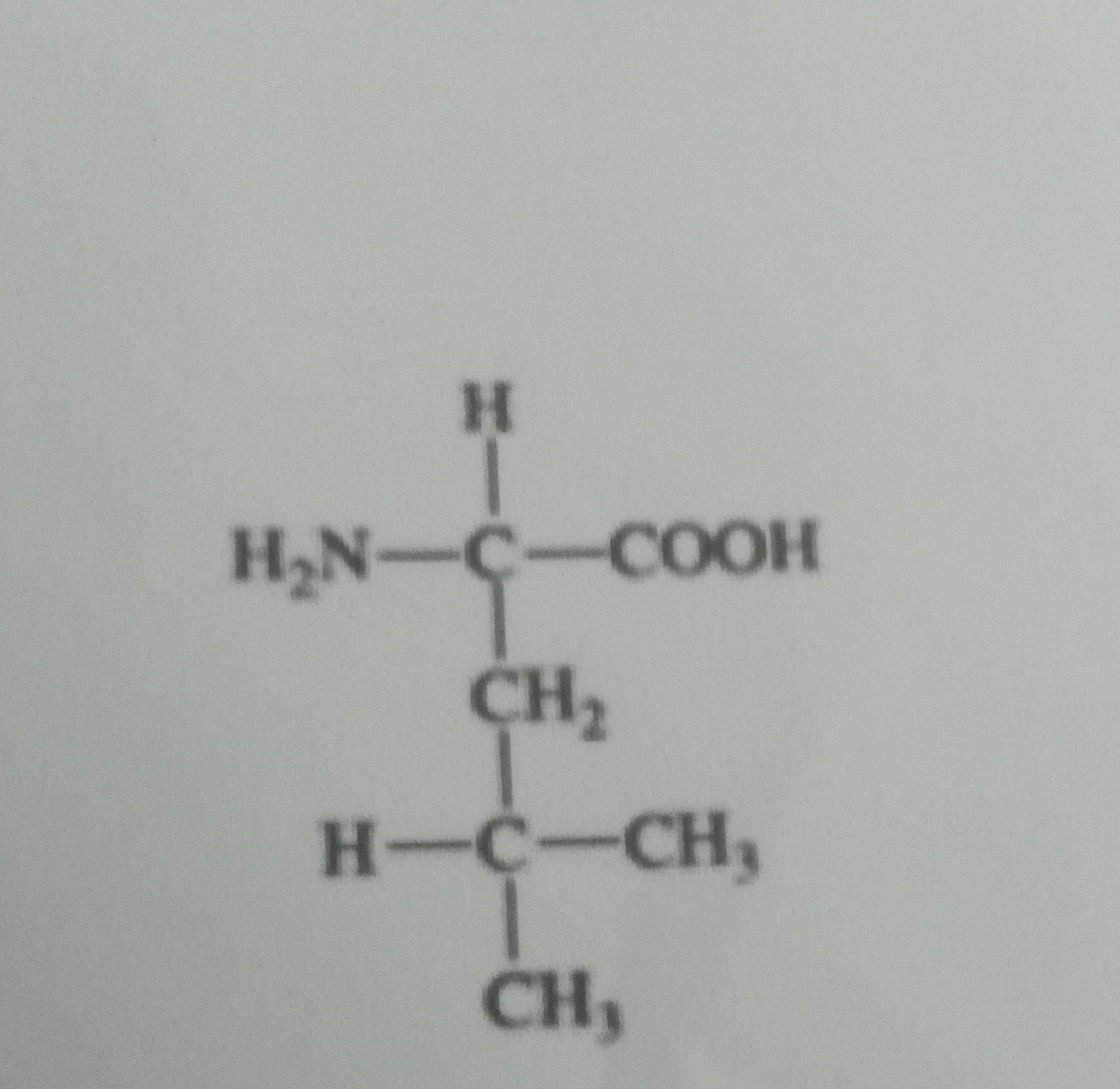 <p>Leucine </p>