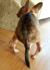 <p>What about this patient's hindlimbs indicate patellar luxation?</p>