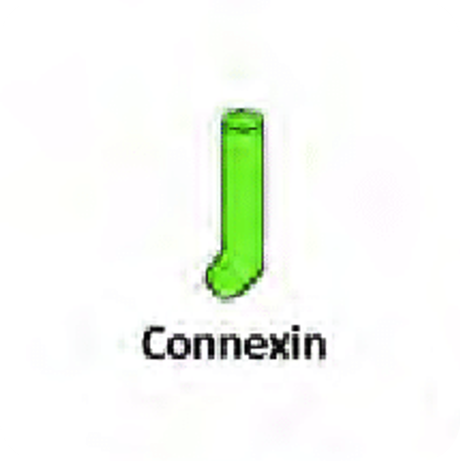 <p><span>Connexin</span></p>