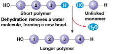 <p>synthesizing a polymer</p>