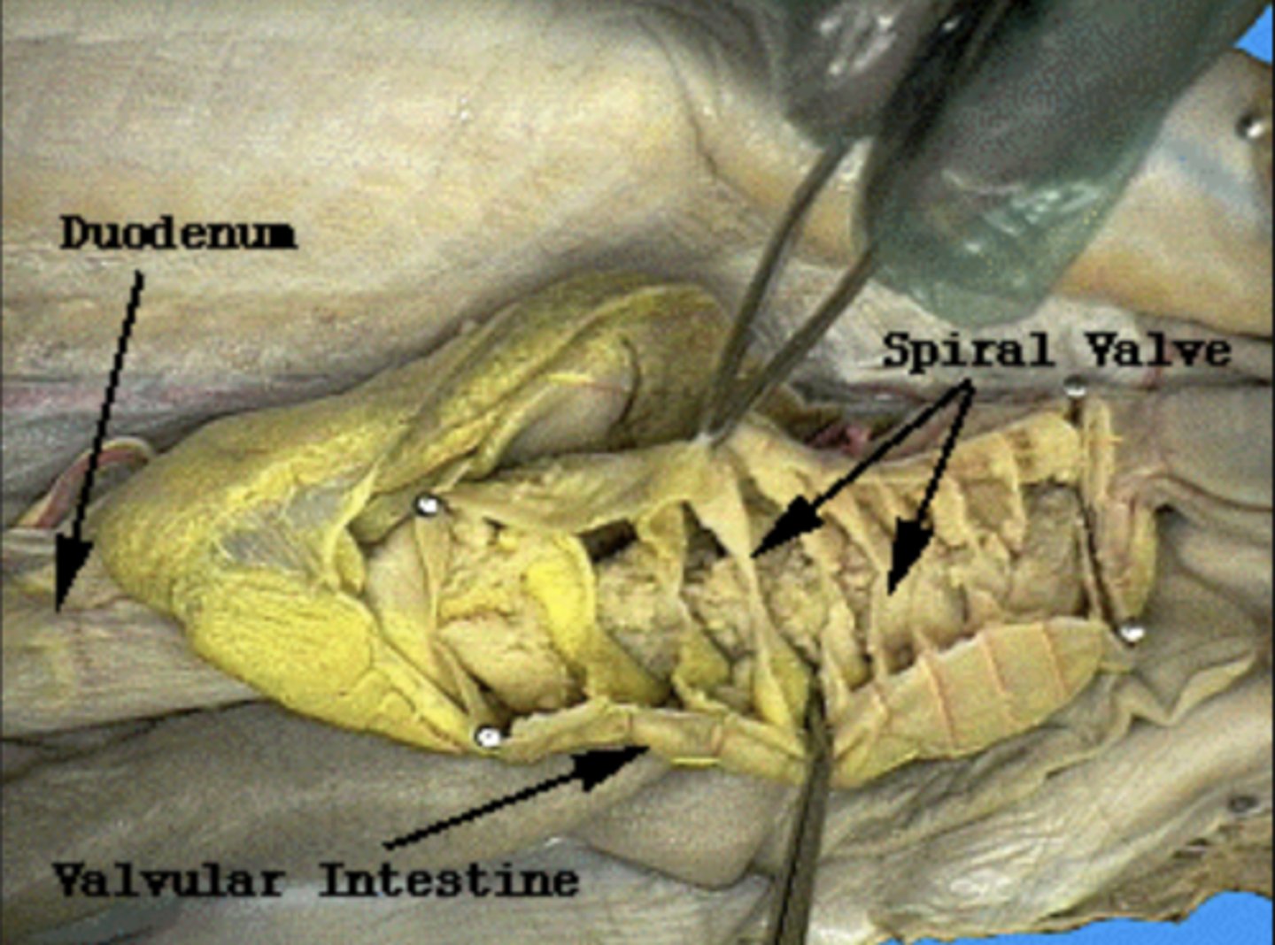 <p>spiral valve: increases absorption</p>