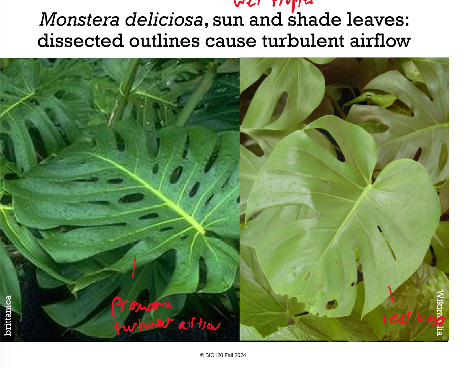 <p>Laminar vs. turbulent airflow matters for gas exchange</p><ul><li><p>More turbulent airflow allows for more gas exchange and leaf cooling, hence why plants in the sun often have sharp and turbulent edges</p></li></ul><p></p>