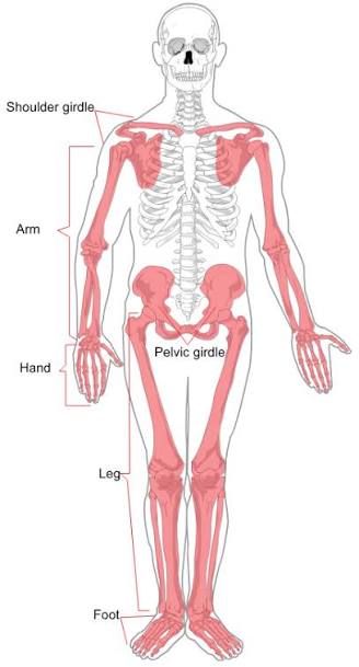 <p>Limbs (arms, legs, hands, feet)</p>
