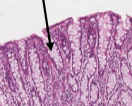 <p>what cells are these in the colon mucosa?</p>