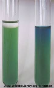 <p>What 2 genera are <strong>curved GNRs</strong> that are <strong>oxidase +</strong> and do <strong>NOT ferment glucose (non-oxidizers in O/F media)</strong>? </p>