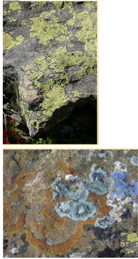 term image