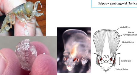 <img src="https://knowt-user-attachments.s3.amazonaws.com/38550a31-576a-4863-8e47-0cb76be4d5c8.jpg" data-width="100%" data-align="center" alt="knowt flashcard image"><p></p>