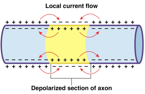 Going down the length of the neuron axon, the action potential is propagated because more voltage-gated Na+ channels are opened as the depolarization spreads. This spreading occurs because Na+ enters through the channel and diffuses along the inside of the cell membrane. As the Na+ moves, its positive charge depolarizes a little more of the cell membrane. As that depolarization spreads, new voltage-gated Na+ channels open and more ions rush into the cell, spreading the depolarization a little farther.