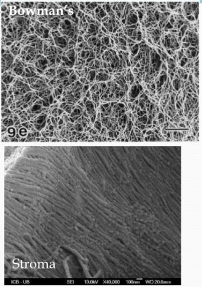 <p>Stroma is thicker at 25nm vs bowman’s 22nm, with an increase in width from central to peripheral cornea</p>