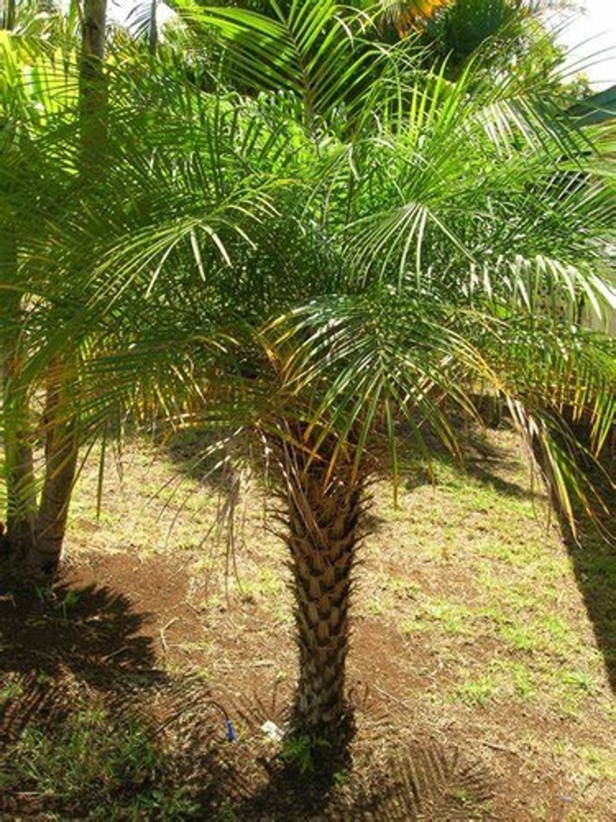 <p>Pigmy Date Palm</p>