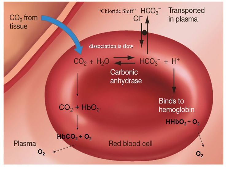 <p>Bicarbonate diffuses RBC to plasma during buffering, leading chloride to enter RBC to maintain electrical neutrality<br><br>Upon CO2 expulsion from the lungs, chloride moves back to plasma and buffers combine with the free H+.</p>