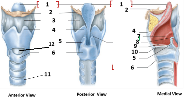 <p>12</p>