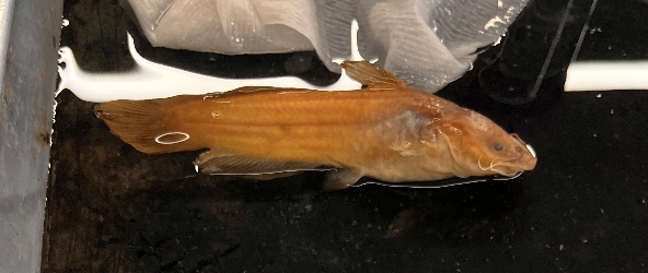<p>This fish is <strong>notorious </strong>for <strong>fun</strong>, ordering <strong>sil</strong>ly things</p>