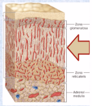 <p>glucocorticoids</p><ul><li><p>cortisol (stress hormone)- stimulates fat and protein catabolism, gluconeogenesis, release of fatty acids and glucose into blood</p></li><li><p>ACTH makes cortisol</p></li><li><p>helps adapt to stress and repair tissues</p></li><li><p>anti-inflammatory effect becomes immune suppression with long-term use</p></li></ul><p></p>