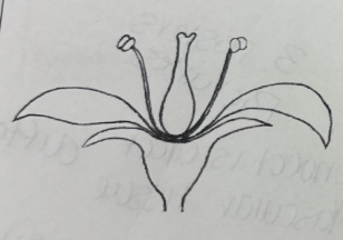 <p>Which ovary position is this?</p>