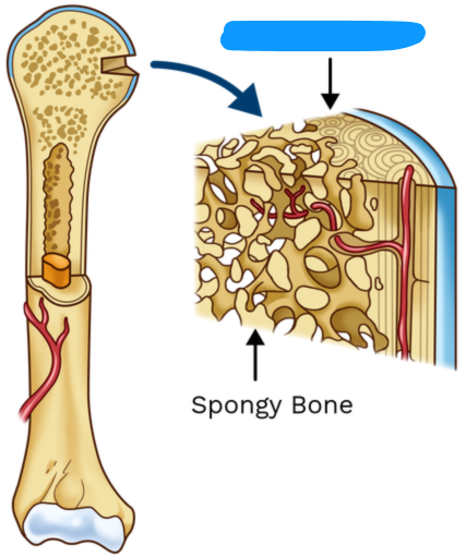 <p><span style="background-color: transparent;"><span>A denser material, also known as cortical bone, making up the hard structure of the skeleton.</span></span></p>