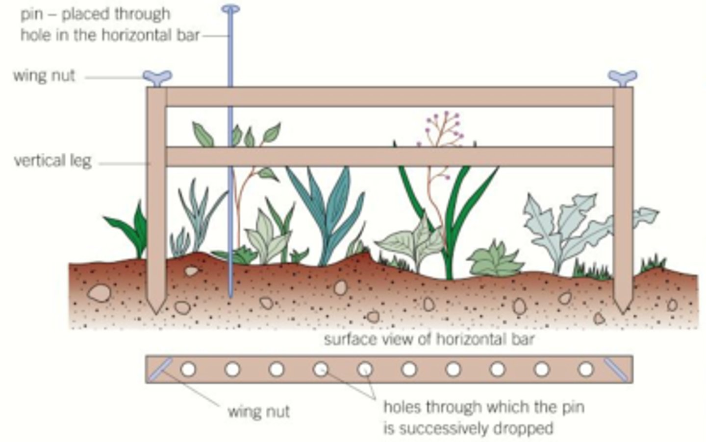 <p>frame w/ horizontal bar &amp; set intervals for points in ground. each plant touching point is recorded.</p><p>- accurate bc u can see the plant touching point</p><p>- easy to collect data</p><p>- can damage plant</p><p>- time consuming</p>