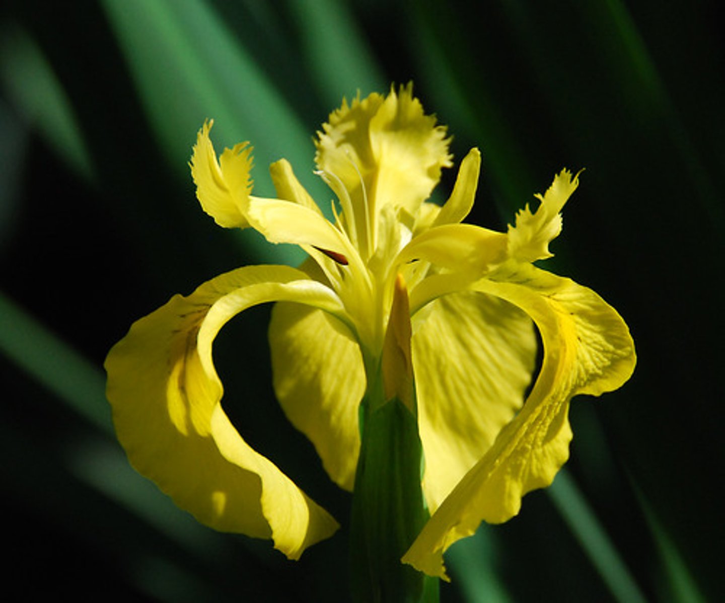 <p>Bearded Iris</p>