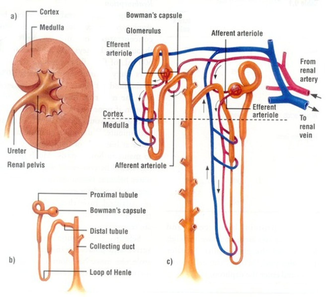 <p>-the functional unit of the kidney</p><p>-where blood filtration and reabsorption occur</p><p>-waters, salts, and other essential components of blood are reabsorbed into the nephron, while excess water and toxins are filtered out</p>