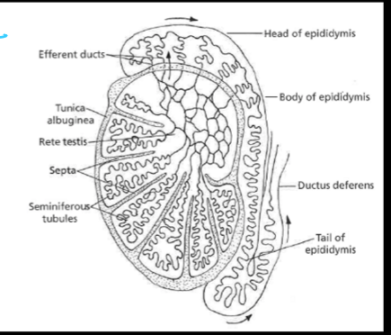 <p>efferent ducts</p>