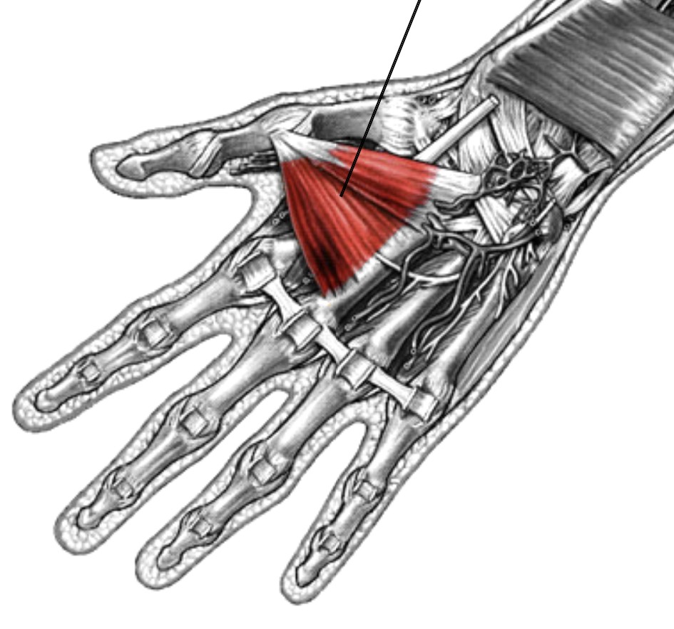 <p>Which muscle of the fingers is:</p><ul><li><p>On anterior thumb, fan-shaped</p></li><li><p>Action: adducts thumb</p></li><li><p>Nerve: ulnar</p></li></ul><p></p>