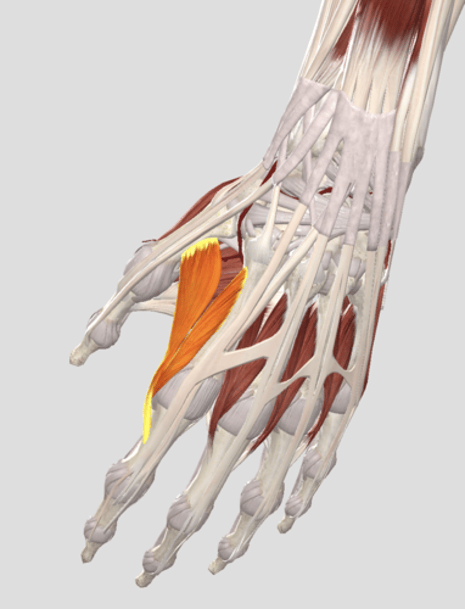 <p>Can see when abducting index finger. Located on the dorsal side of the hand. It abducts the fingers. Located inbetween metacarpals. PAD DAB.</p>