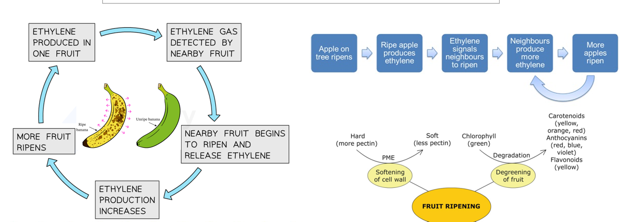 <p>Phytohormone&nbsp;</p><ul><li><p>maturation + ripening of certain types of fruits</p></li><li><p>Sync ripening of fruit on plant</p></li><li><p>Gas (produced as fruit begins rippening) - released from one plant → influence growth and maturation of another plant (allelopathy)&nbsp;</p><ul><li><p>Produce more ethylene in turn</p></li></ul></li><li><p>Ensure ripening process - rapid, not prolonged</p></li></ul><p></p>