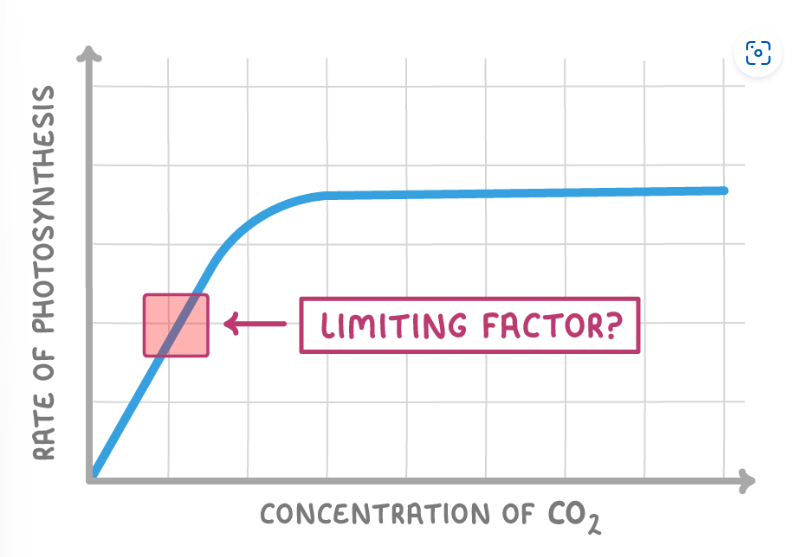 <p><span>What is limiting the rate of photosynthesis at the point labelled in the graph?&nbsp;</span></p>