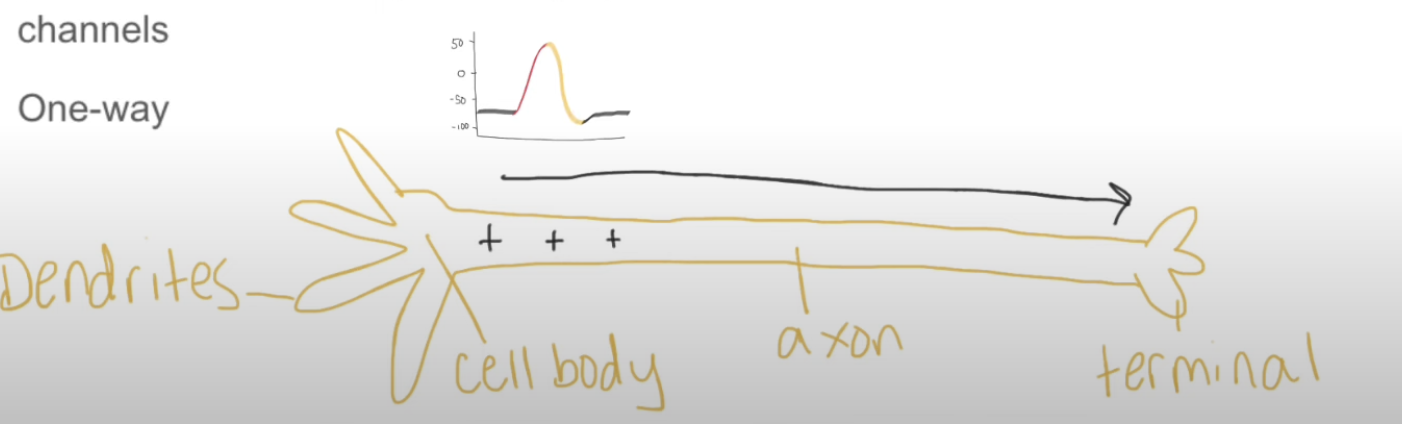 <p>How many directions does nerve transmission happen in?</p>