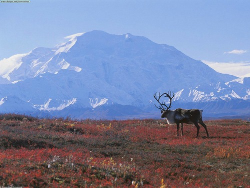 <p>Flat, cold, treeless biome with permanently frozen soils in winter, and a short, 4 month growing season in the summer. Even in summer, deeper soil remains totally frozen (permafrost) preventing taller trees from establishing roots. Mostly shrubs, grasses, mosses, and lichens that can withstand shallow, waterlogged soil &amp; cold temperatures.</p><p>Cold temp. = low decomp. = low soil nutrients</p>