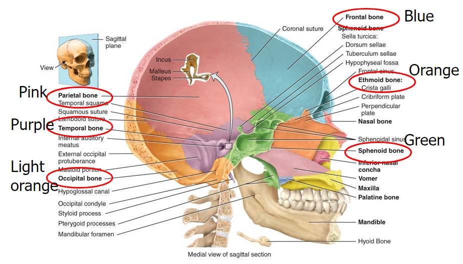 <p>frontal, parietal, temporal, occipital, sphenoid, and ethmoid</p>