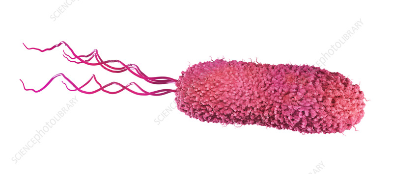 <p>a tuft of flagella are attached to one of both ends</p>