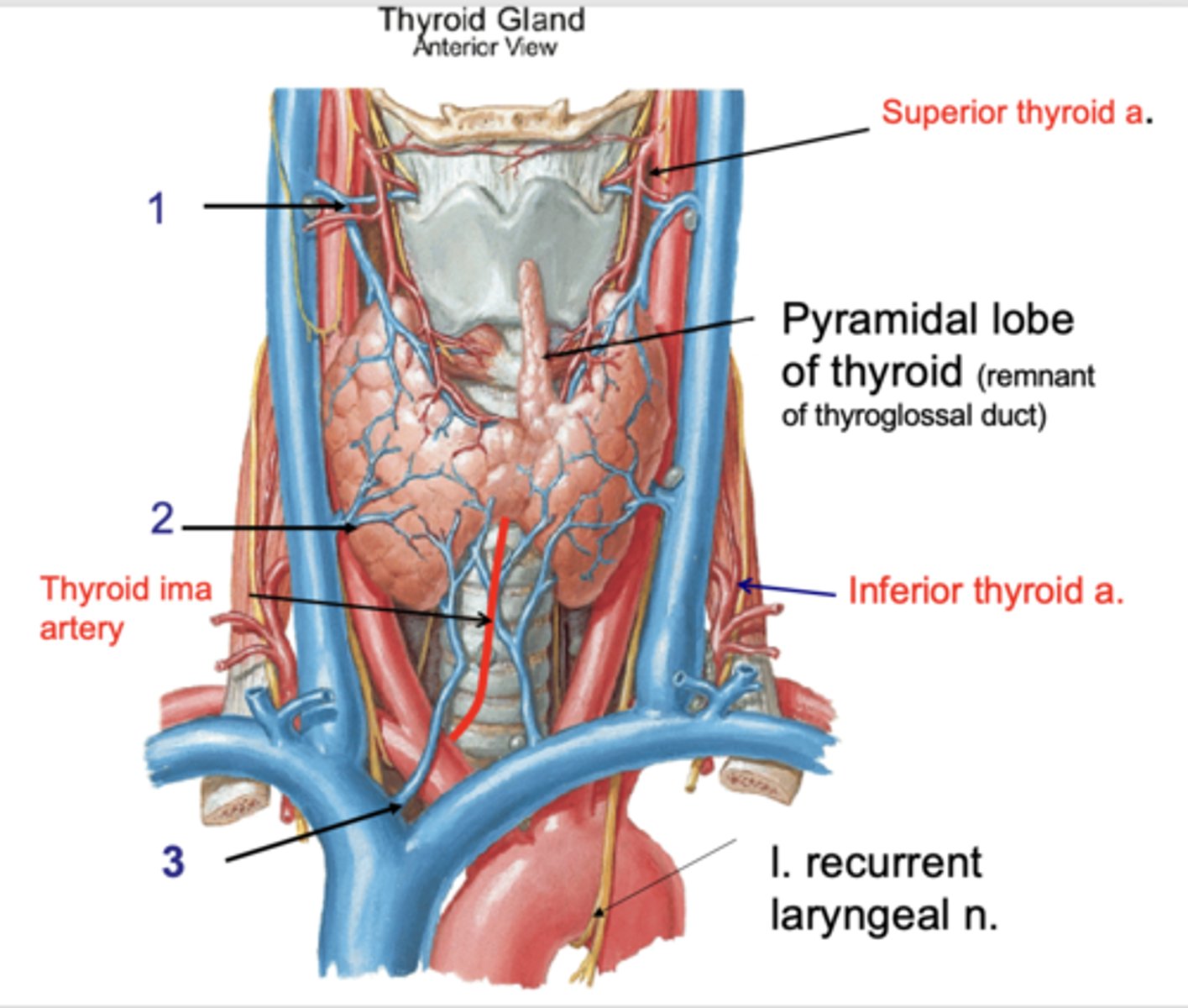 <p>Identify the structure at #1</p>