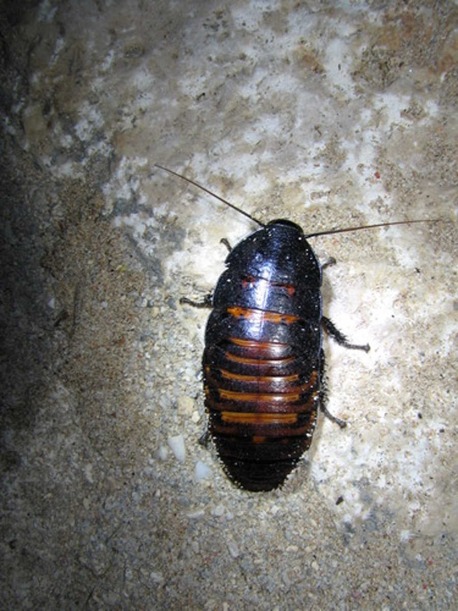 <p>Identify the sex.</p>