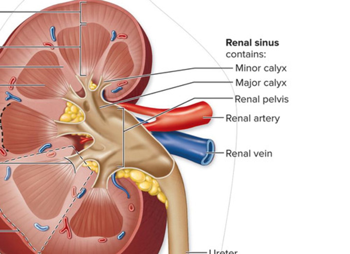 <p>urine drainage area</p><p>minor and major calyces and renal pelvis</p>