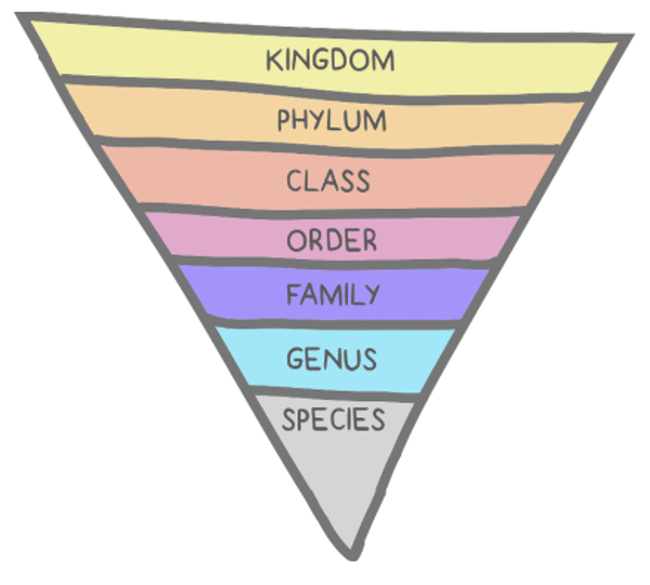 <p>Kingdom</p><p>Phylum</p><p>Class</p><p>Order</p><p>Family</p><p>Genus</p><p>Species</p>