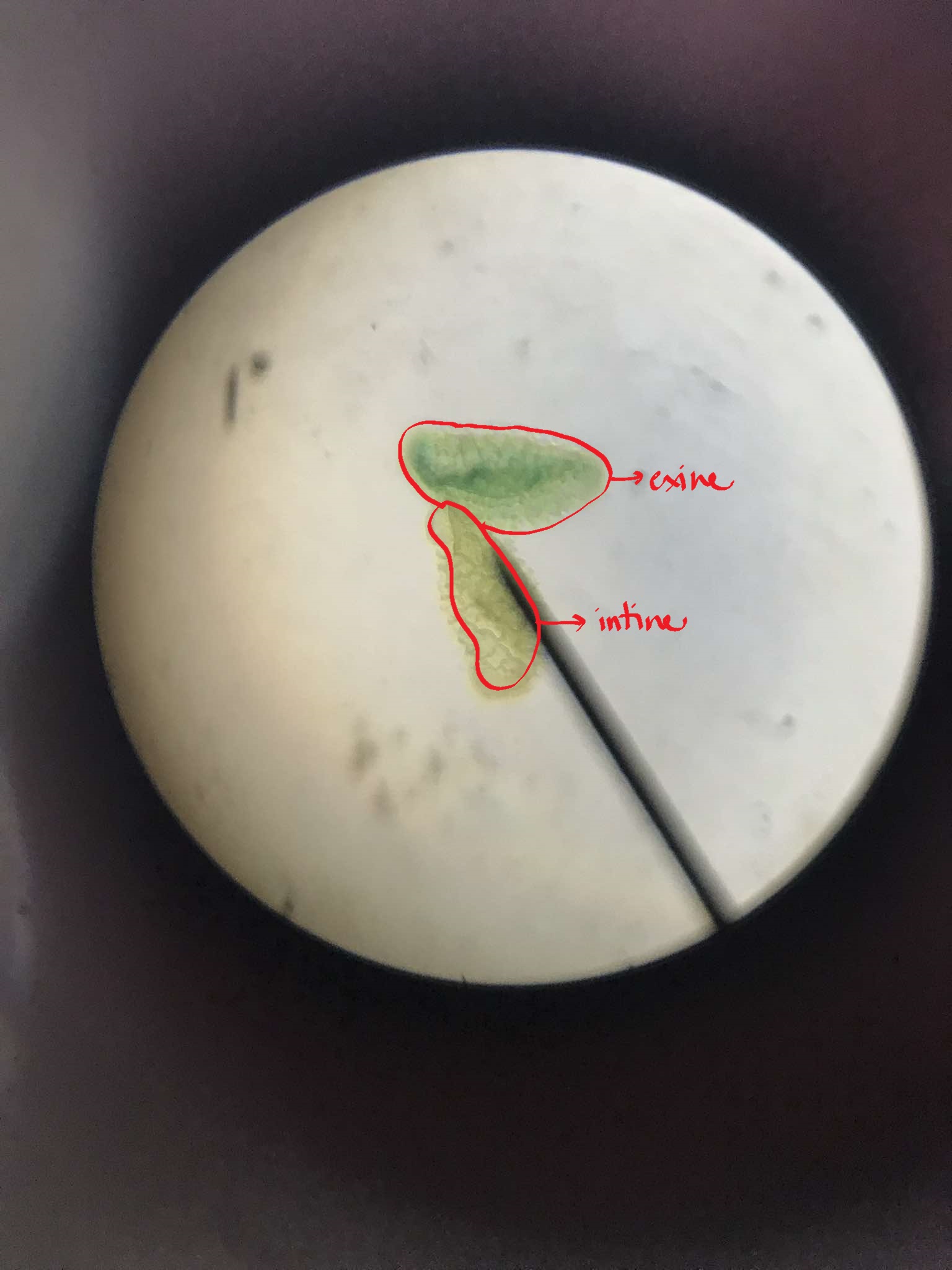 <p>identify the specimen</p>