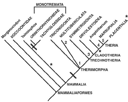 <p>Diagram that shows the genetic relationships between organisms</p>