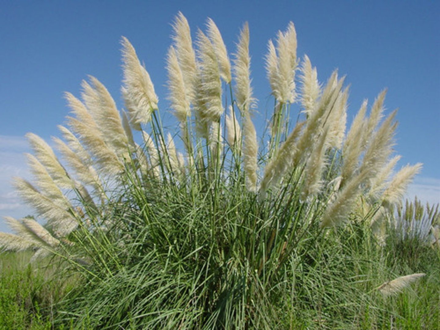 <p>Grassenfamilie</p>
