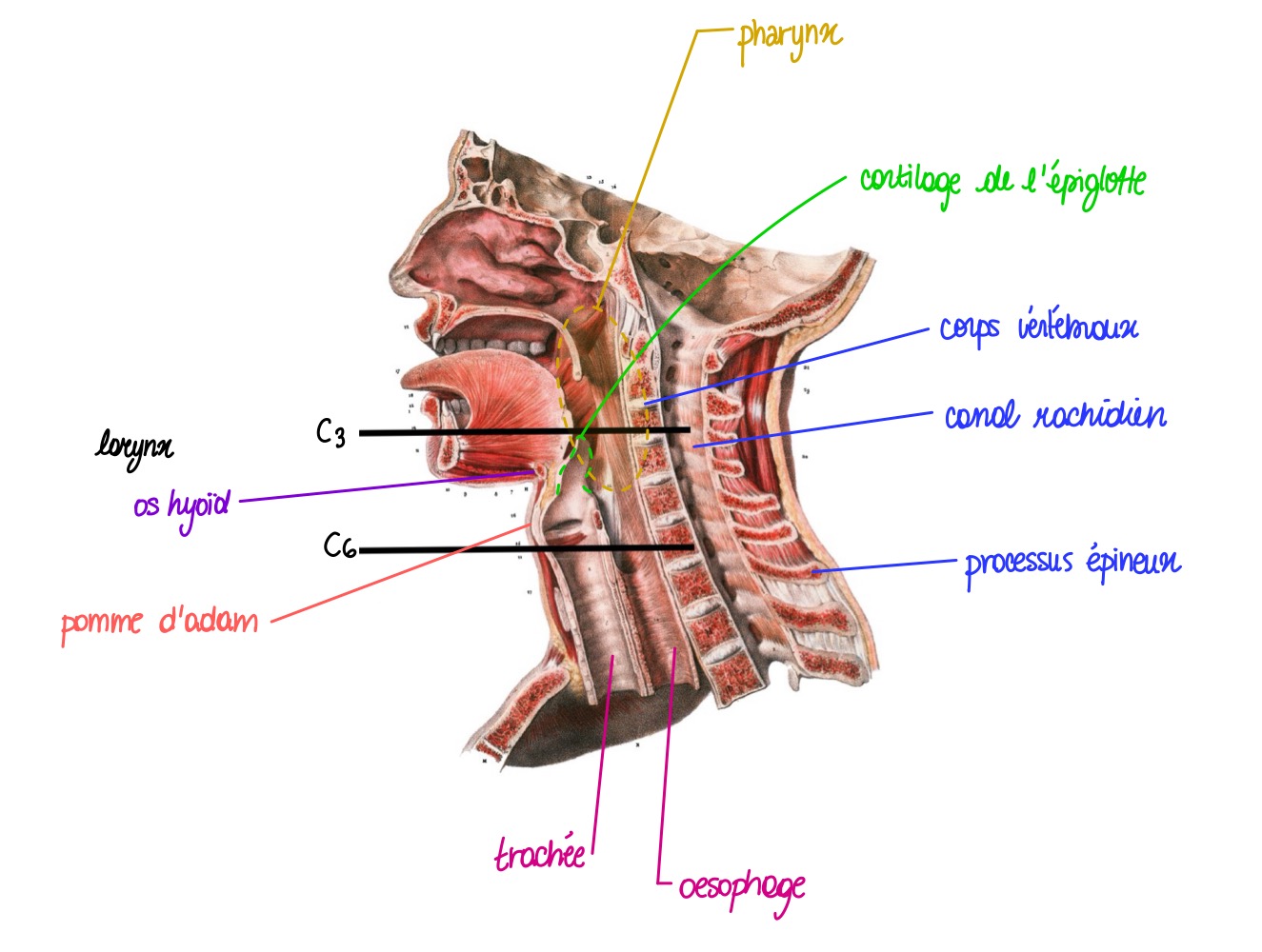 knowt flashcard image