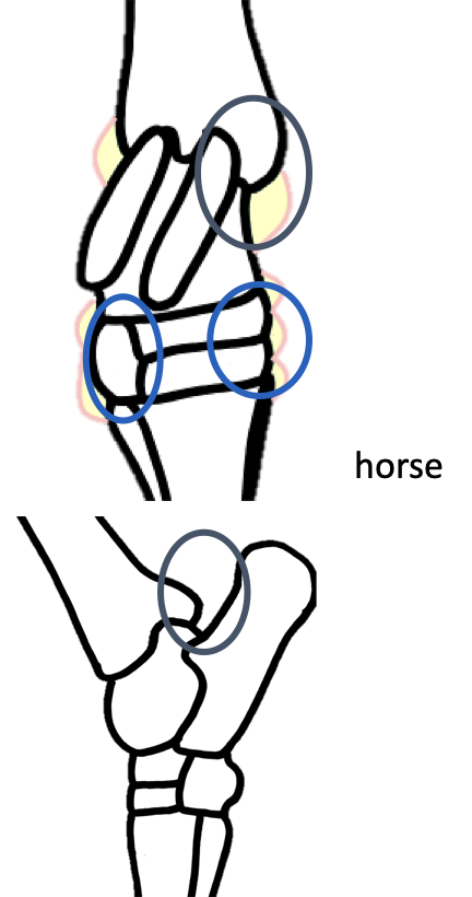 <p><strong>Tibio-tarsal joint</strong></p><ul><li><p>Is separate from the rest of the hock, so has different points that are palpable:</p><ul><li><p>Dorso-medial aspect</p></li><li><p>Plantaro-lateral aspect</p></li><li><p>Plantaro-medial aspect (CALCANEUS BONE)</p></li></ul></li></ul><p></p><p><strong>Distal regions</strong> of the joint:</p><ul><li><p>Dorsal-medial aspect</p></li><li><p>Dorso-lateral aspect</p></li></ul><p></p><p>Is helpful clinically in diagnosing where effusion may be coming from </p><p></p>