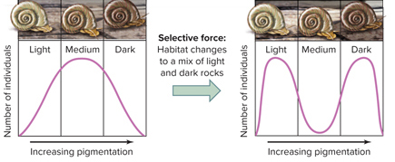<p><span>In the image, what mode of natural selection is taking place?</span></p>